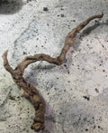 Petrified Wand
