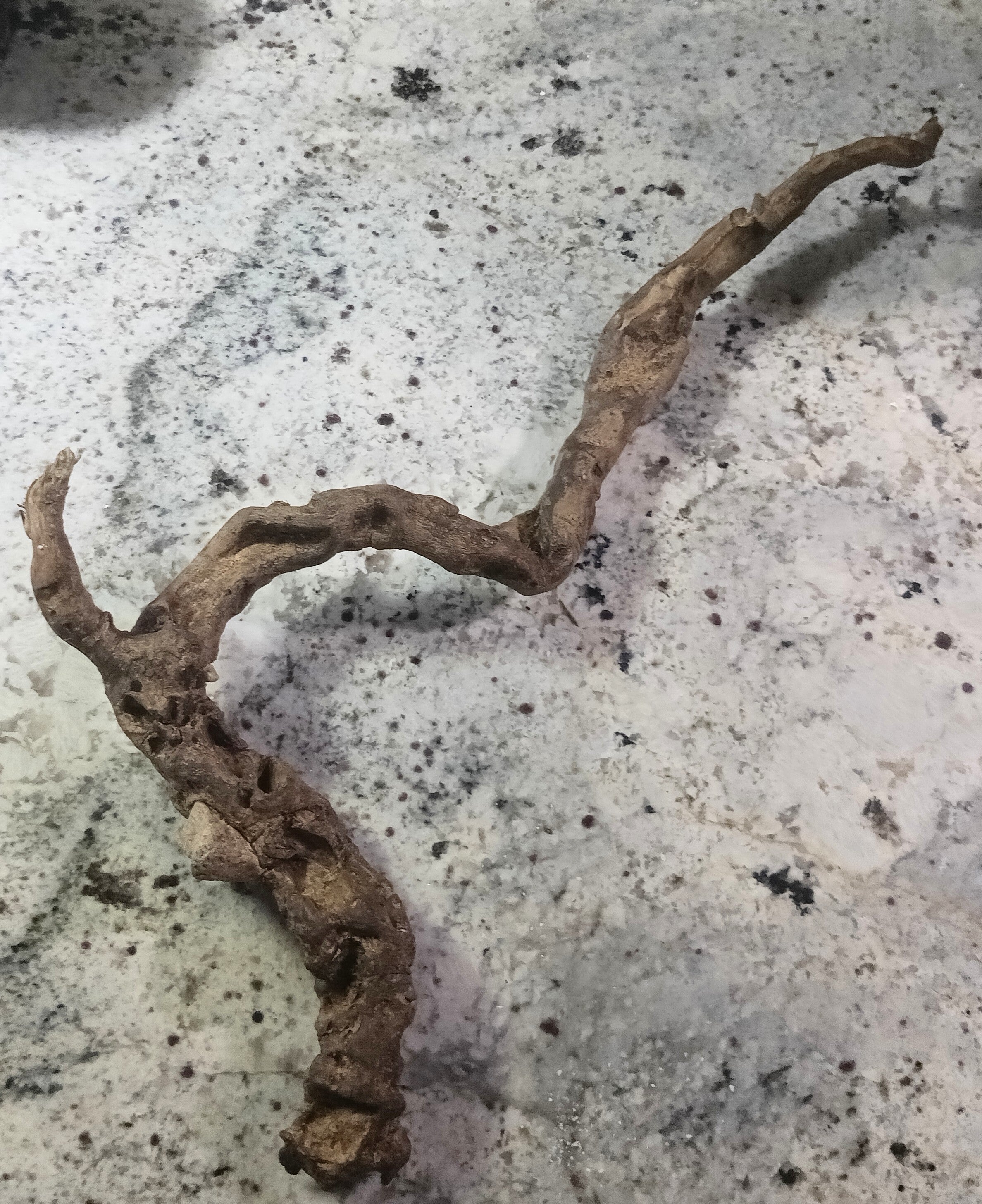 Petrified Wand